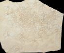 Brittle Star (Sinosura) Mass Mortality - Solnhofen Limestone #12990-1